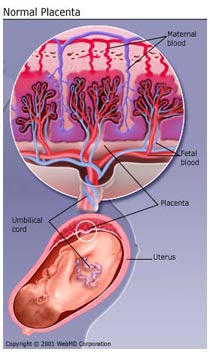 Плацента, строение плаценты