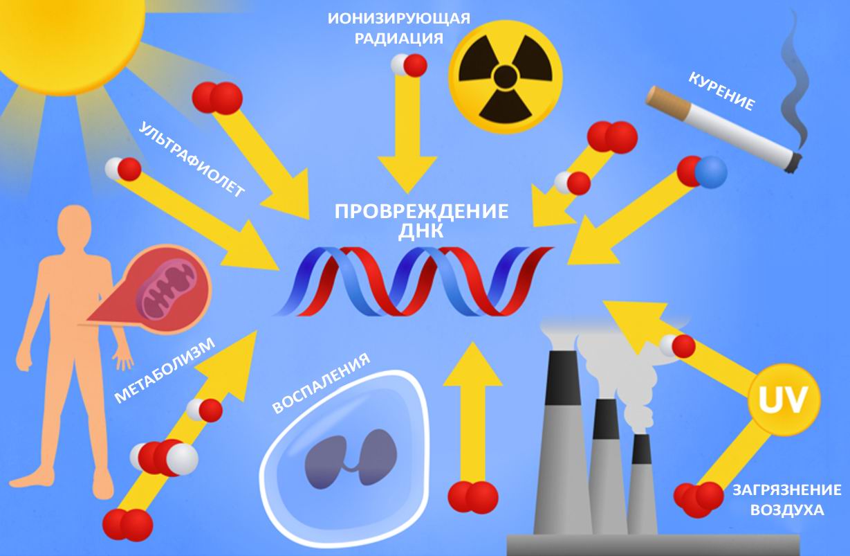 Окислительный стресс организма. Свободные радикалы и окислительный стресс. Свободные радикалы. Механизм действия антиоксидантов на свободные радикалы. Источники свободных радикалов в организме.